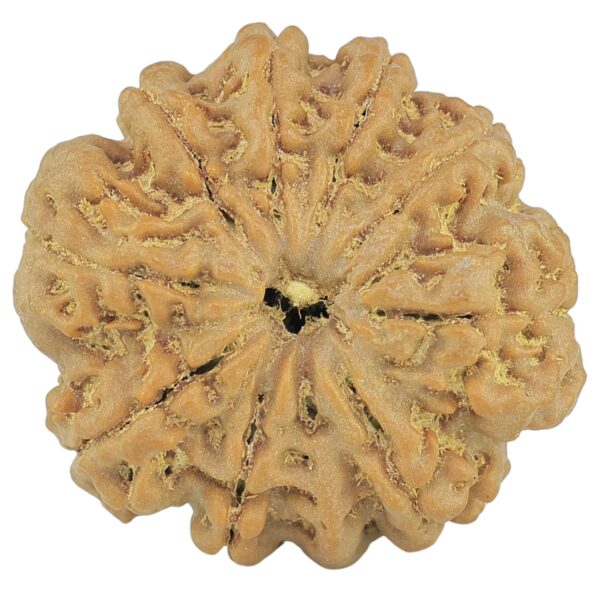 10 Mukhi Rudraksha 26.9mm 5.43gm - Rudraksha