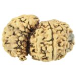 Sawar/Ganesh (7+1) 32.2mm 3.65gm - Rudraksha