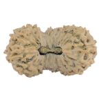 19 Mukhi Rudraksha 25.3mm 2.11gm - Rudraksha