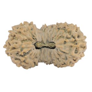 19 Mukhi Rudraksha 25.3mm 2.11gm - Rudraksha