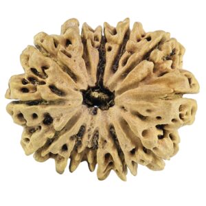 12 Mukhi Rudraksha 29.9mm 3.16gm - Rudraksha