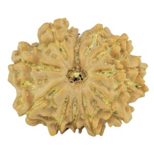 11 Mukhi Rudraksha 24.4mm 3.57gm - Rudraksha