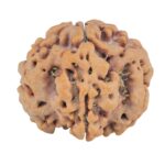 1MK(Underdeveloped) 22.8mm 3.82gm - Rudraksha