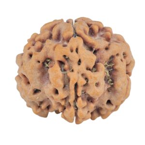1MK(Underdeveloped) 22.8mm 3.82gm - Rudraksha