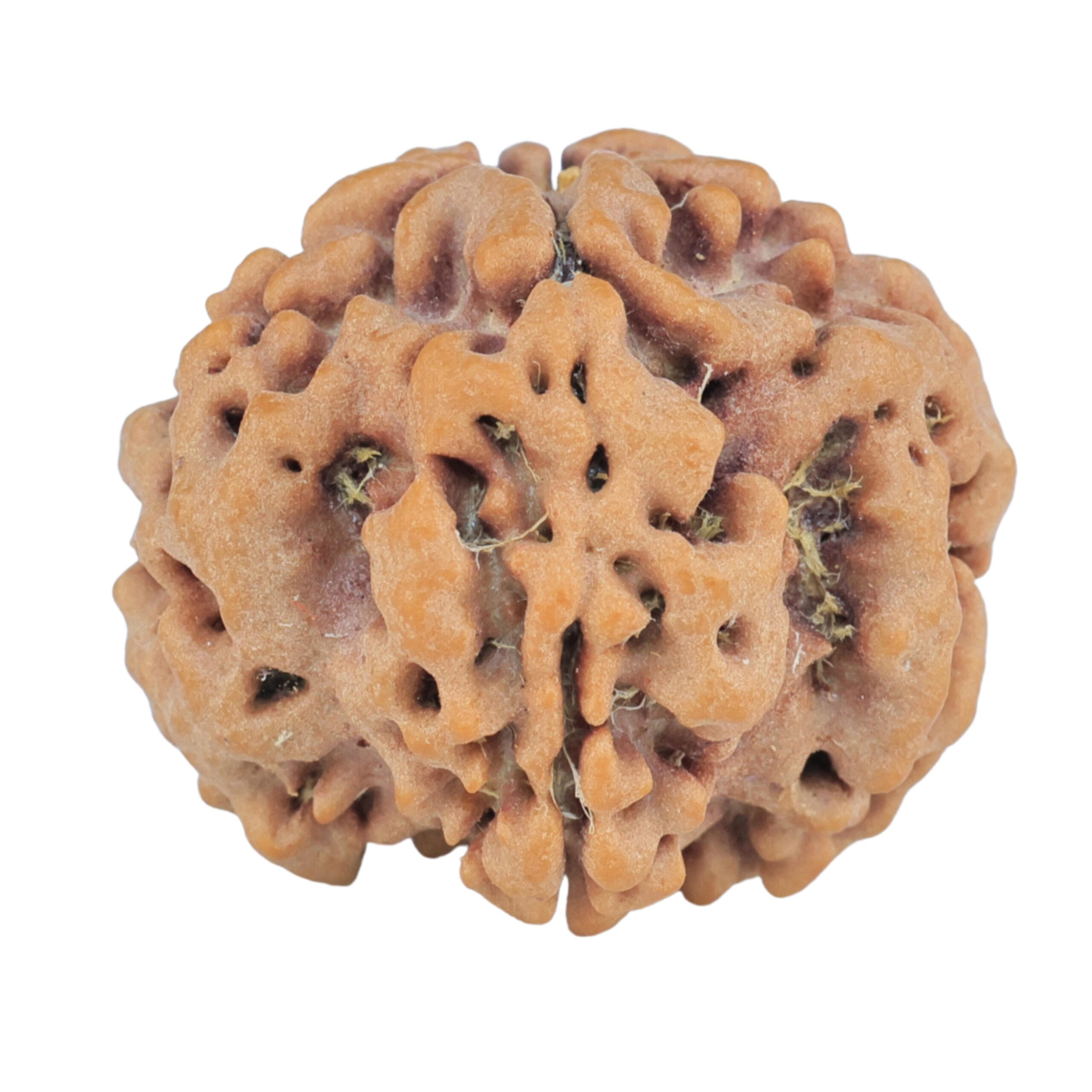 1MK(Underdeveloped) 22.8mm 3.82gm - Rudraksha