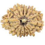 12 Mukhi Rudraksha 25.2mm 2.72gm - Rudraksha