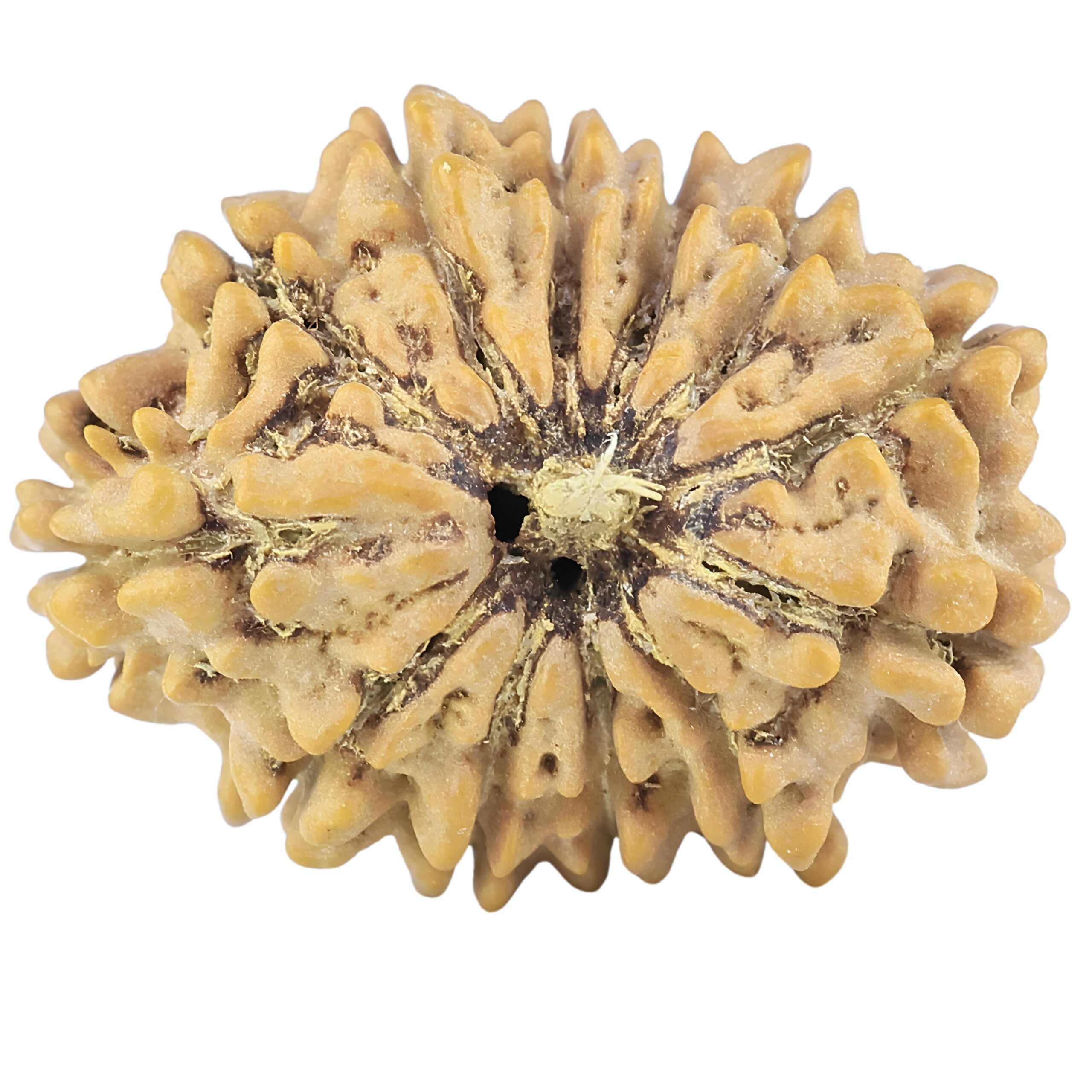 12 Mukhi Rudraksha 25.2mm 2.72gm - Rudraksha