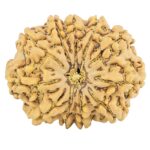 11 Mukhi Rudraksha 31.7mm 6.45gm - Rudraksha