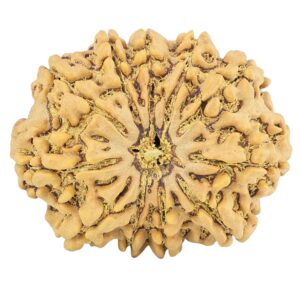 11 Mukhi Rudraksha 31.7mm 6.45gm - Rudraksha