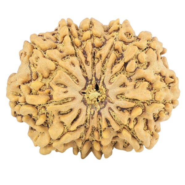 11 Mukhi Rudraksha 31.7mm 6.45gm - Rudraksha