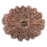 14 Mukhi Rudraksha 40.4mm 12gm - Rudraksha