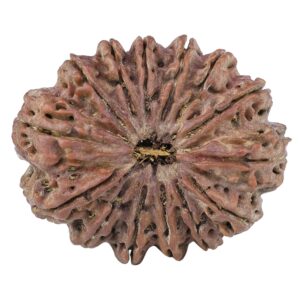 14 Mukhi Rudraksha 40.4mm 12gm - Rudraksha