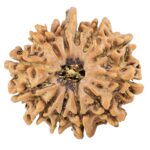 12 Mukhi Ganesh 24.3mm 3.21gm - Rudraksha