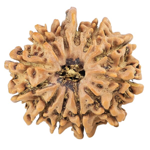 12 Mukhi Ganesh 24.3mm 3.21gm - Rudraksha