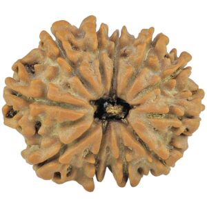 11 Mukhi Rudraksha 24.5mm 3.44gm - Rudraksha