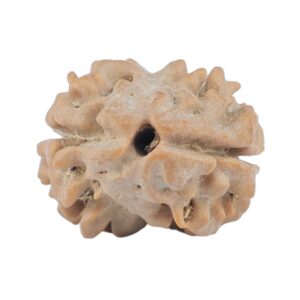 2 Mukhi Rudraksha 16.5mm 1.24gm - Rudraksha