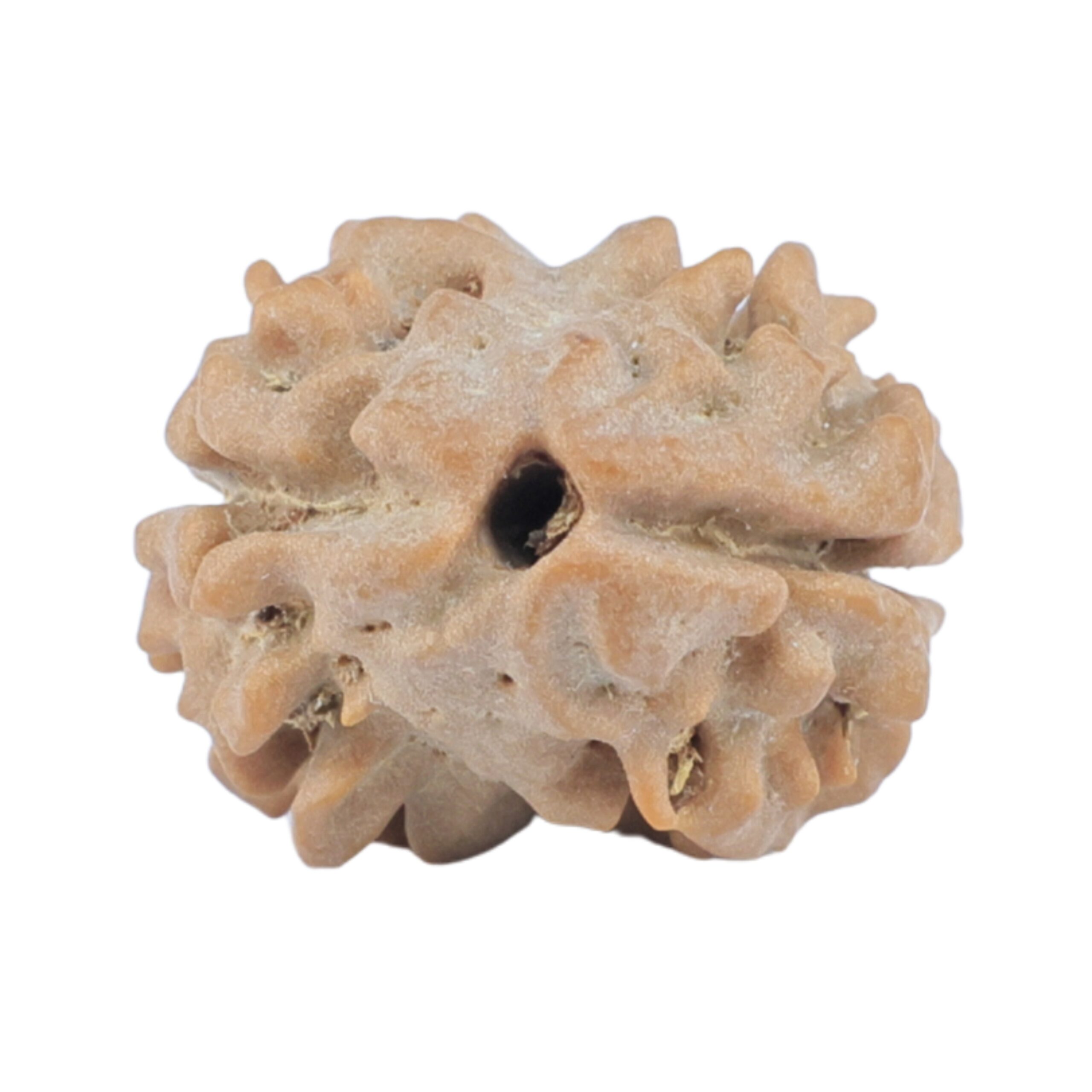 2 Mukhi Rudraksha 16.5mm 1.24gm - Rudraksha