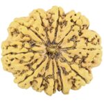 11 Mukhi Rudraksha 35.2mm 8.58gm - Rudraksha
