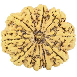 11 Mukhi Rudraksha 35.2mm 8.58gm - Rudraksha