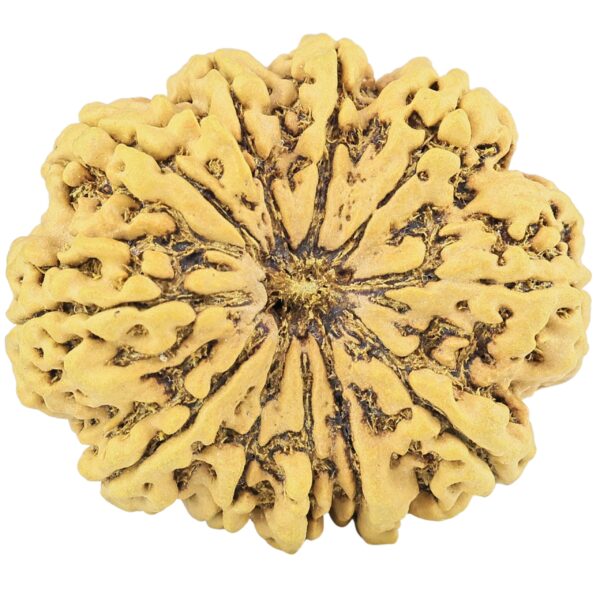 11 Mukhi Rudraksha 35.2mm 8.58gm - Rudraksha