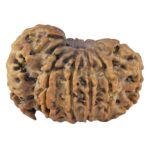 Sawar/Ganesh (10+1) 29.6mm 5.17gm - Rudraksha