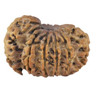 Sawar/Ganesh (10+1) 29.6mm 5.17gm - Rudraksha