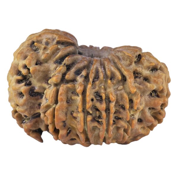 Sawar/Ganesh (10+1) 29.6mm 5.17gm - Rudraksha