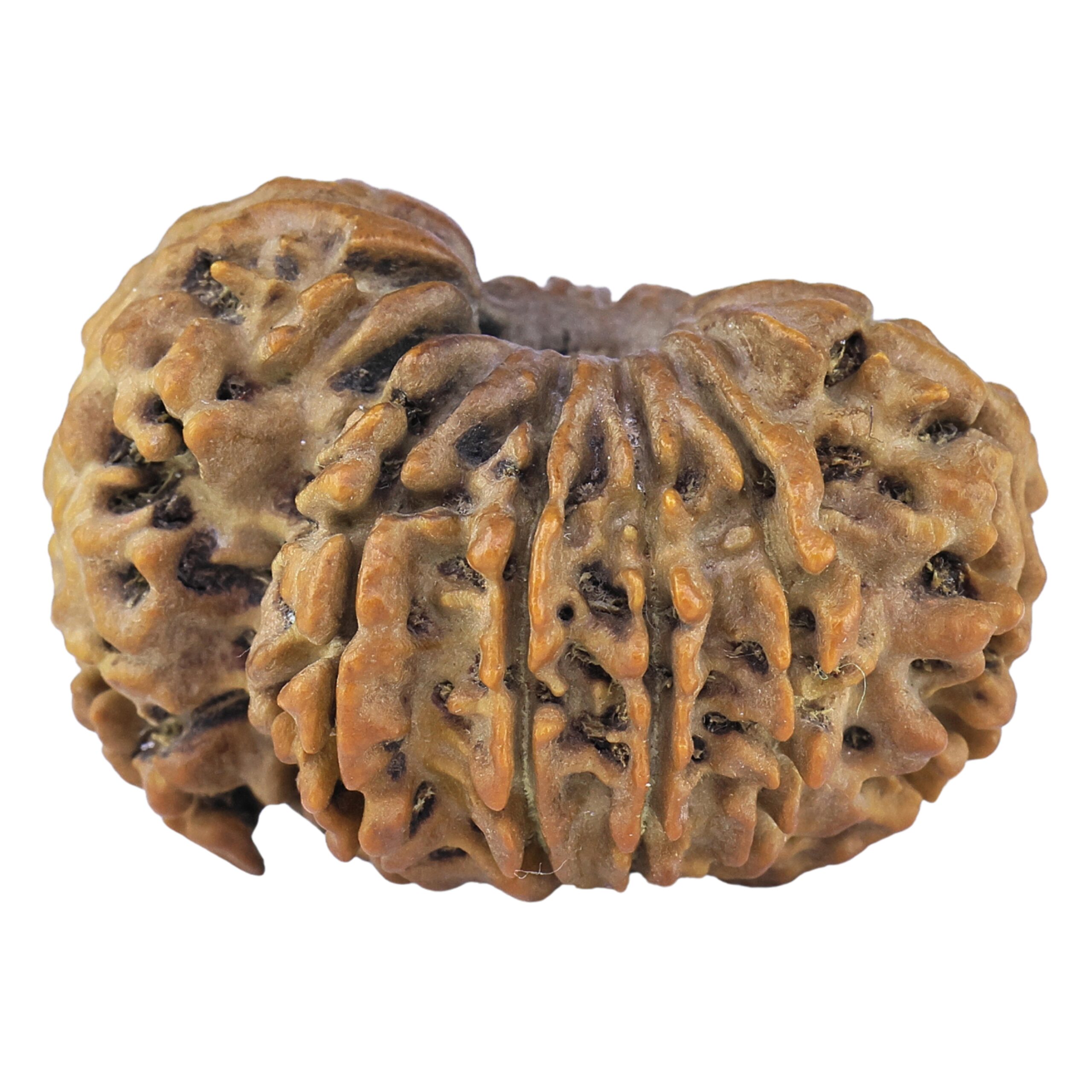 Sawar/Ganesh (10+1) 29.6mm 5.17gm - Rudraksha