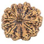 12 Mukhi Rudraksha 33.4mm 7.55gm - Rudraksha