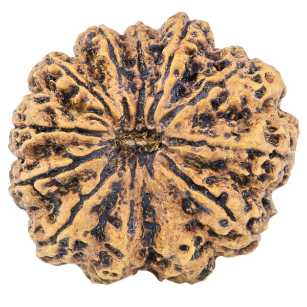 12 Mukhi Rudraksha 33.4mm 7.55gm - Rudraksha