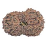 19 Mukhi Rudraksha 19.4mm 1.25gm - Rudraksha