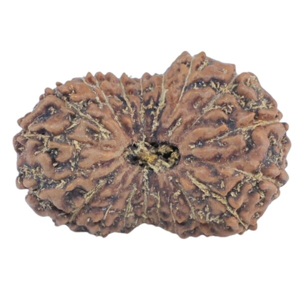 19 Mukhi Rudraksha 19.4mm 1.25gm - Rudraksha