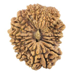 21 Mukhi Garbhgauri 30.1mm 4.65gm - Rudraksha