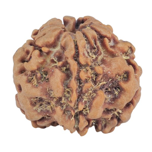 1MK(Underdeveloped) 23.2mm 4.05gm - Rudraksha