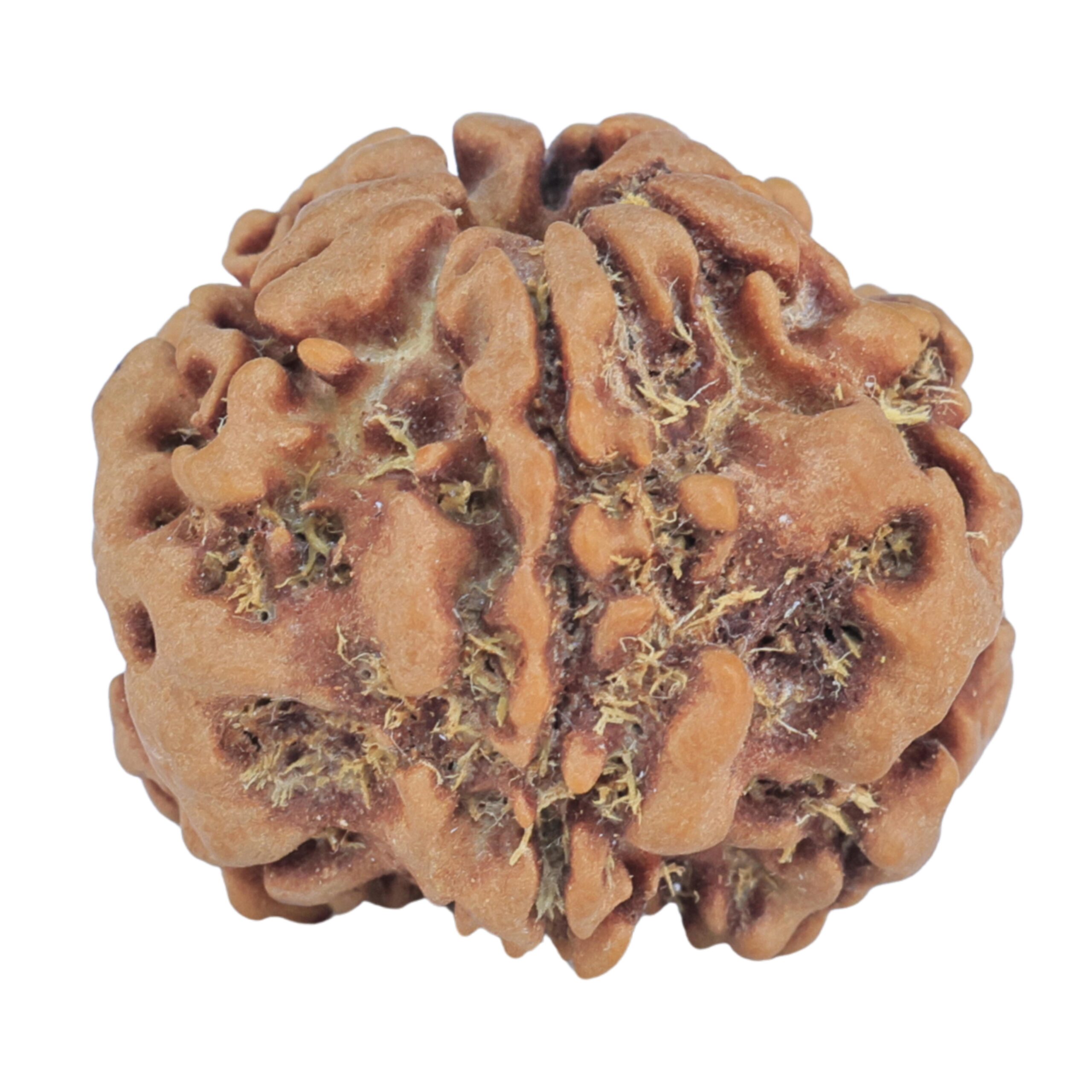 1MK(Underdeveloped) 23.2mm 4.05gm - Rudraksha