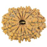 12 Mukhi Rudraksha 24.4mm 3.42gm - Rudraksha