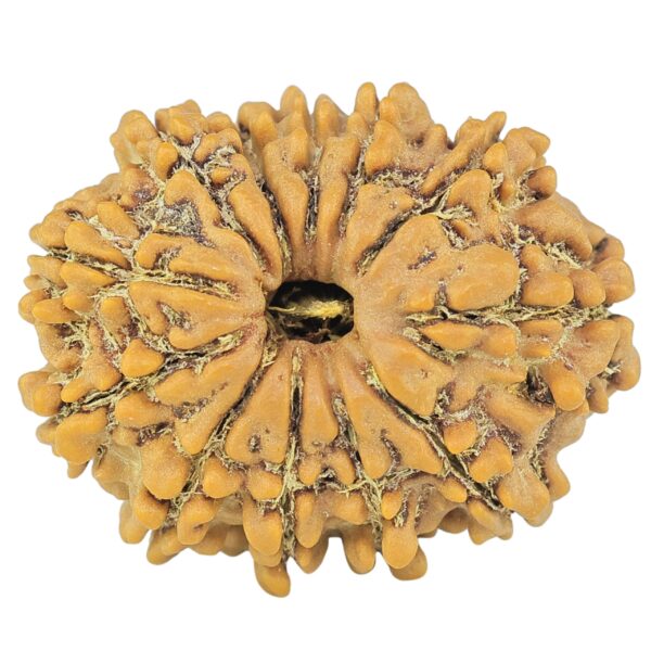 12 Mukhi Rudraksha 24.4mm 3.42gm - Rudraksha