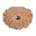 16 Mukhi Rudraksha 20mm 1.73gm - Rudraksha