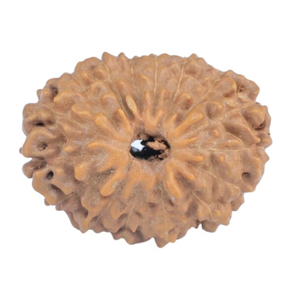 16 Mukhi Rudraksha 20mm 1.73gm - Rudraksha