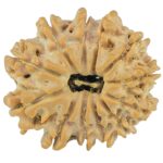 12 Mukhi Rudraksha 21.4mm 2.7gm - Rudraksha