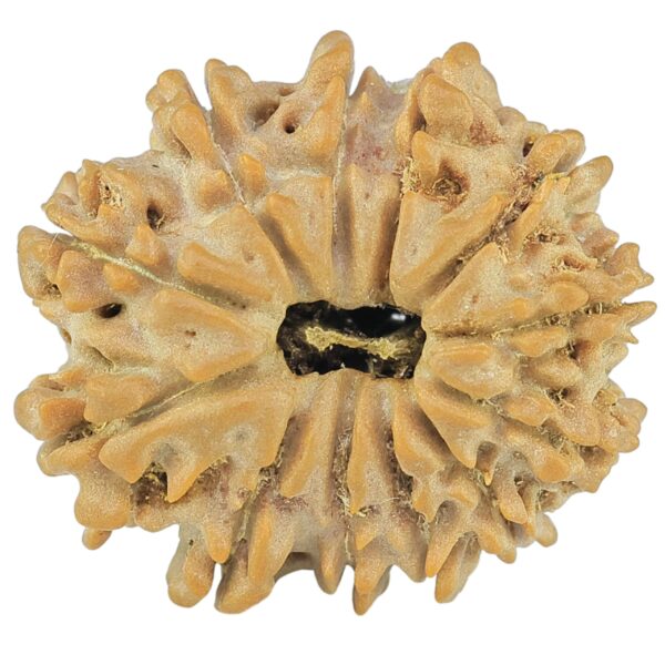 12 Mukhi Rudraksha 21.4mm 2.7gm - Rudraksha