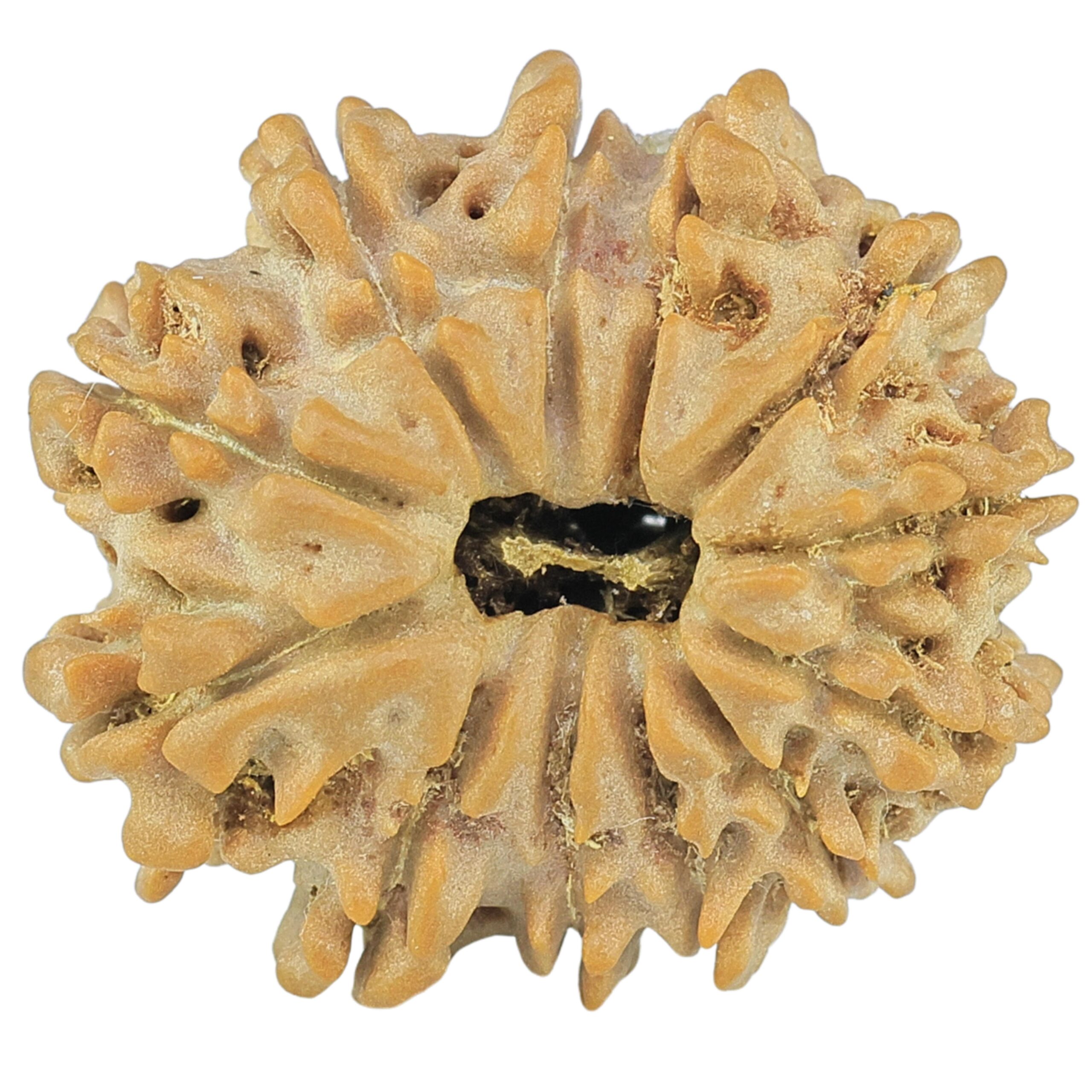12 Mukhi Rudraksha 21.4mm 2.7gm - Rudraksha