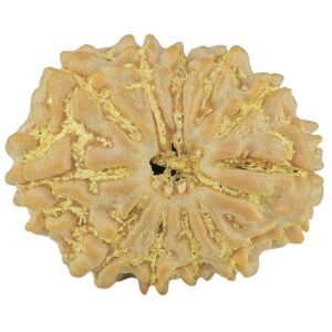 11 Mukhi Rudraksha 20.8mm 2.46gm - Rudraksha