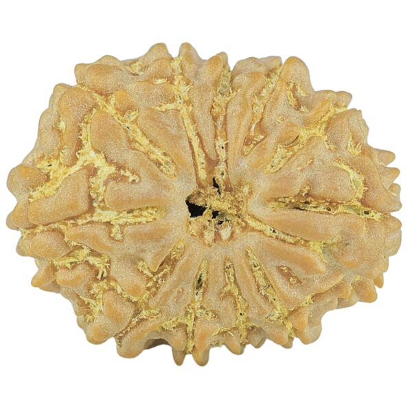 11 Mukhi Rudraksha 20.8mm 2.46gm - Rudraksha