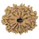 12 Mukhi Rudraksha 24.4mm 3.25gm - Rudraksha