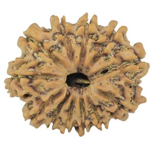 12 Mukhi Rudraksha 24.4mm 3.25gm - Rudraksha