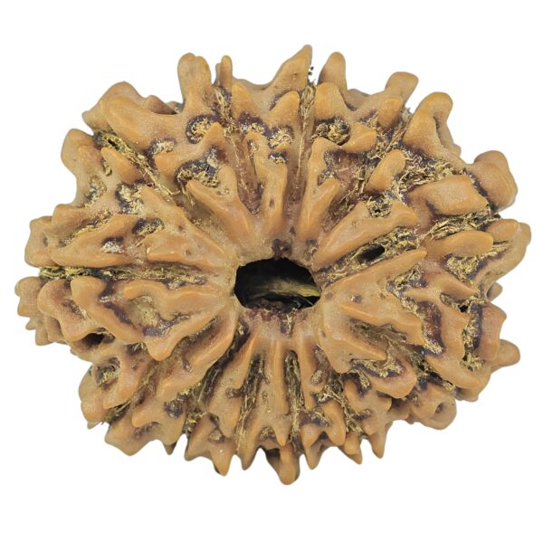 12 Mukhi Rudraksha 24.4mm 3.25gm - Rudraksha