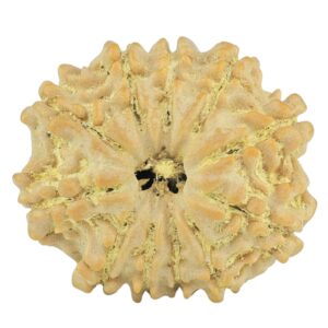 11 Mukhi Rudraksha 20.8mm 2.67gm - Rudraksha