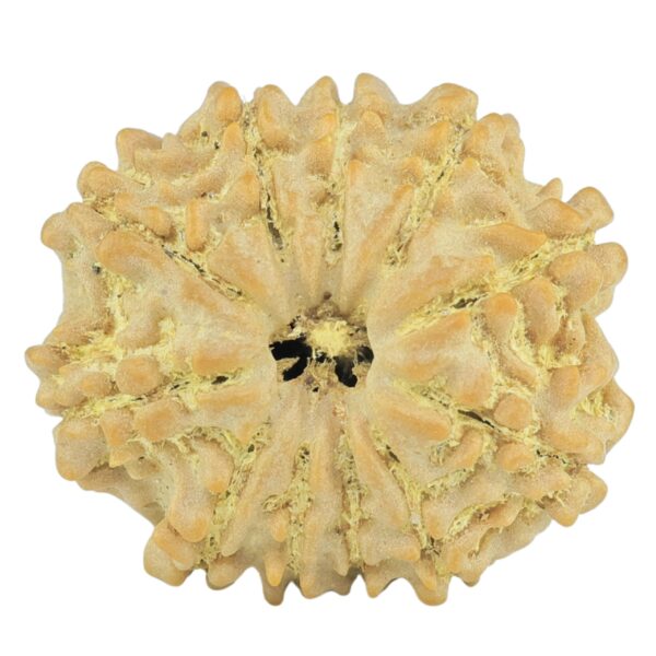 11 Mukhi Rudraksha 20.8mm 2.67gm - Rudraksha