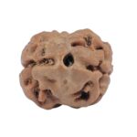 2 Mukhi Rudraksha 15.4mm 1.11gm - Rudraksha